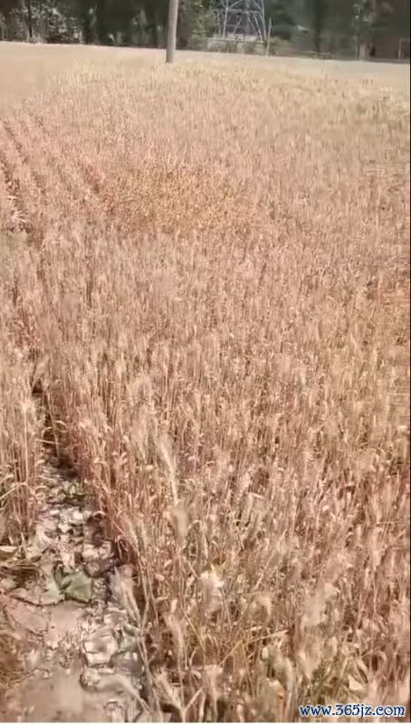 国内股票配资 河南干旱部分农户提前割麦，农业部门：将救灾资金用于灌溉打井